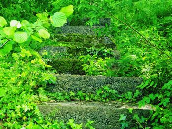 Plants growing on green landscape