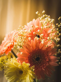 Close-up of orange daisy flowers