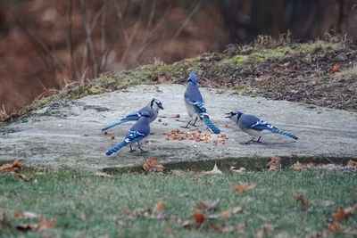 High angle view of blue jay birds eating seeds on concrete