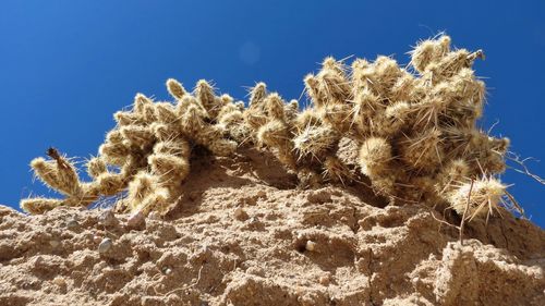 Low angle view of cactus against clear blue sky