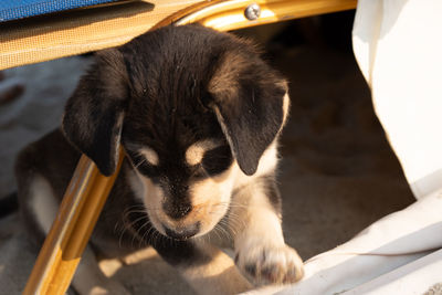 High angle portrait of a dog