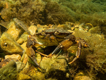 High angle view of crab in sea