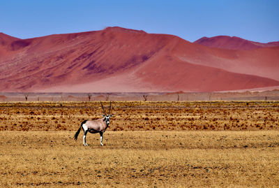 View of a horse on field