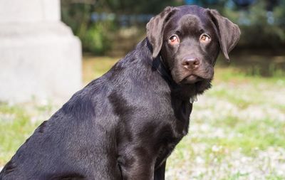 Portrait of black dog