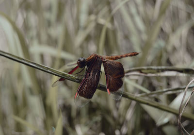 Close-up of dragonfly on grass