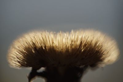 Close-up of dandelion