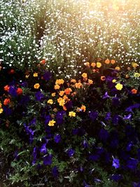 Close-up of fresh purple flowers blooming in field