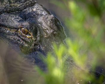 Close-up of an alligator 