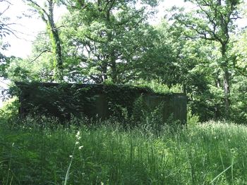 Trees on landscape