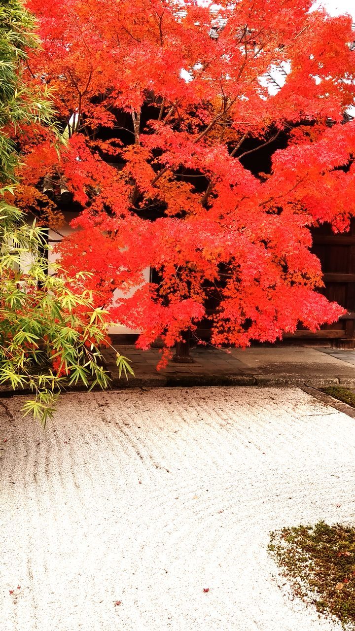 growth, red, plant, no people, day, tree, outdoors, nature, beauty in nature, close-up