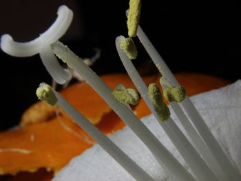 Close-up of plant