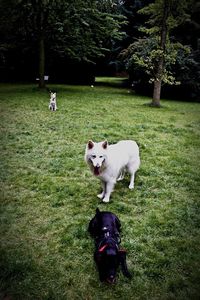 Dog lying on grass