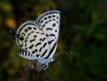 Close-up of butterfly perching outdoors