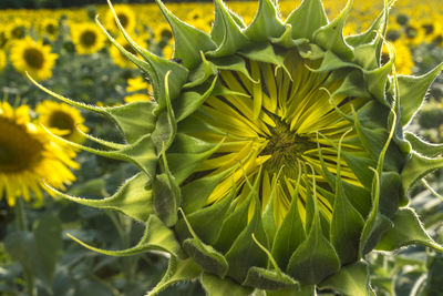 Close-up of yellow flower