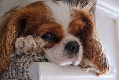 Close-up portrait of a dog