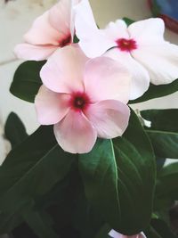 Close-up of white flowering plant