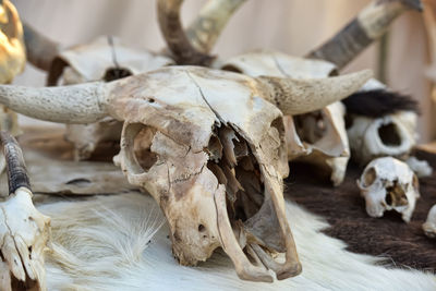 Close-up of animal skull