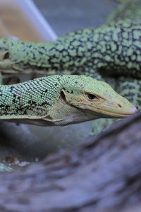 Close-up of lizard