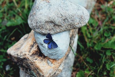 Close-up of butterfly on stone