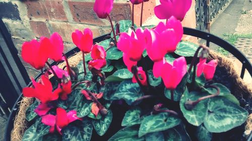 Close-up of pink flowers blooming outdoors