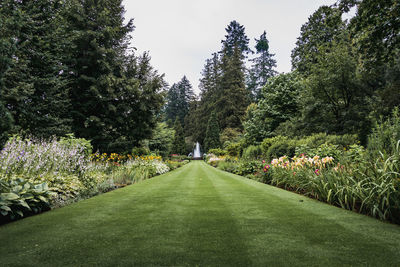 Footpath amidst trees in park