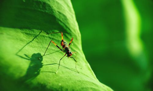 Close-up of ant on leaf