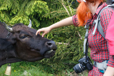 Close up female photographer caressing highland cow with bell concept photo