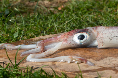 Close-up of fish on field