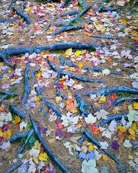 Full frame shot of maple leaves