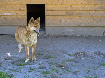 Portrait of dog standing on land