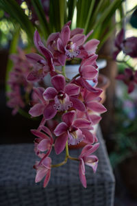 Close-up of pink flowers