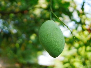 Close-up of fruit growing on tree