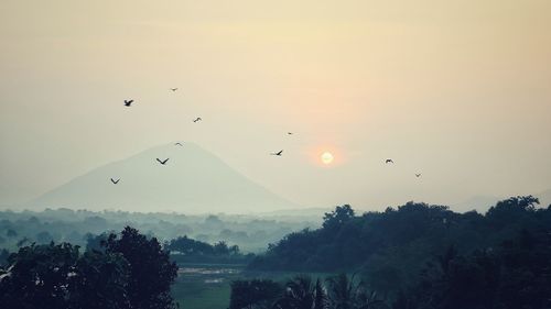 Birds flying in sky