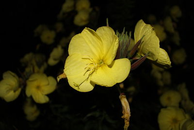 Close-up of yellow flowering plant