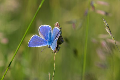 Close-up of butterfly pollinating on purple flower