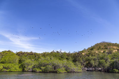 Flock of birds flying in the sky