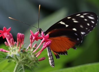 Close-up of butterfly pollinating on flower