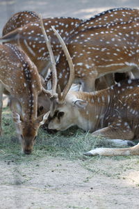 Deer in a field