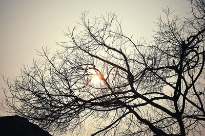 Low angle view of silhouette bird on tree against sky