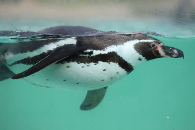 High angle view of penguin swimming in sea