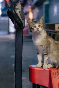 Close-up of cat sitting on floor