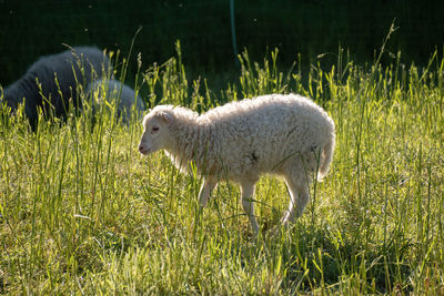 Sheep in a field