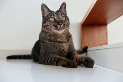 Portrait of cat sitting on table