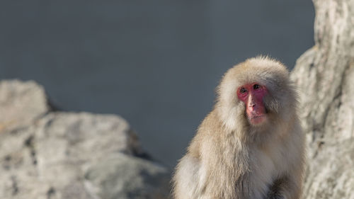 Portrait of a macaque monkey with rocks in the background