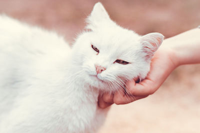 Close-up of hand holding white cat