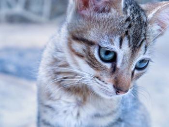 Close-up portrait of cat