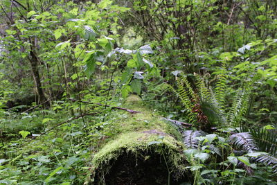 Trees growing in forest