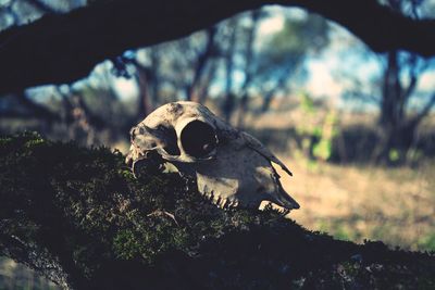 Close-up of animal skull