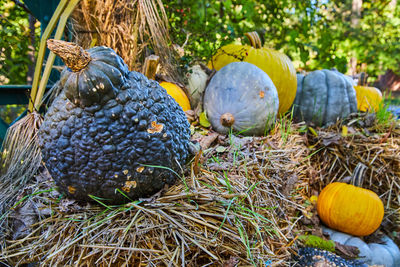 Close-up of pumpkin on ground