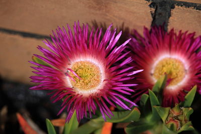 Close-up of purple flowering plant